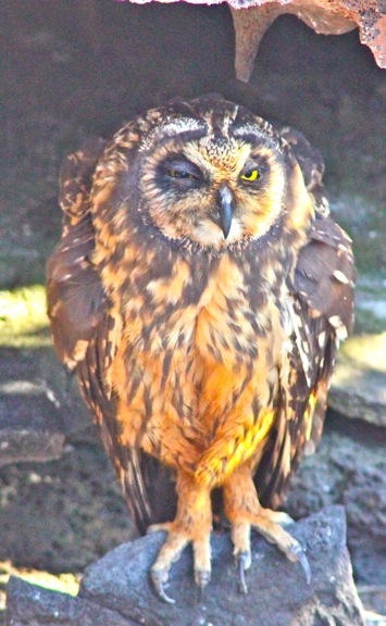 galapagos owl GALAPAGOS ISLANDS DAY 2  Photo Gallery